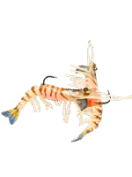 Mồi tôm mềm có kèm lưỡi câu - 1 vỉ gồm 2 con tôm. - Ảnh 4