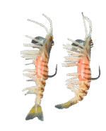 Mồi tôm mềm có kèm lưỡi câu - 1 vỉ gồm 2 con tôm. - Ảnh 3